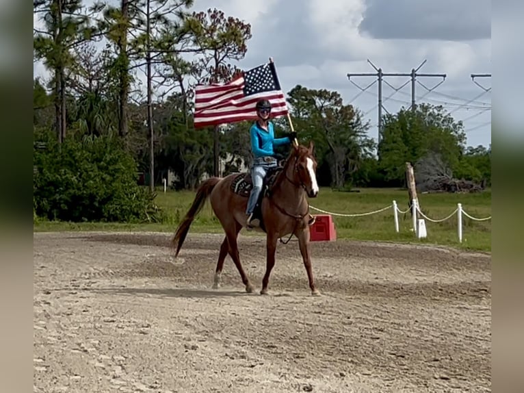American Quarter Horse Castrone 9 Anni 152 cm Roano rosso in Christmas FL
