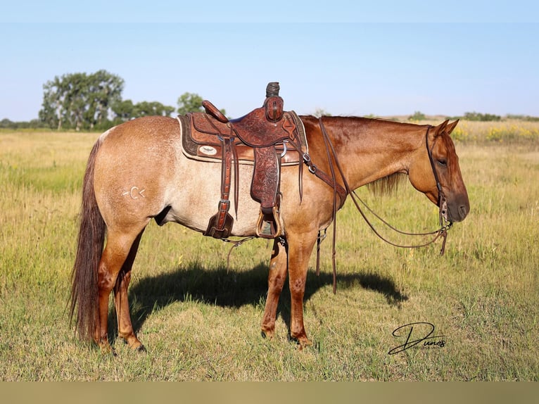 American Quarter Horse Castrone 9 Anni 152 cm Roano rosso in THedford NEbraska