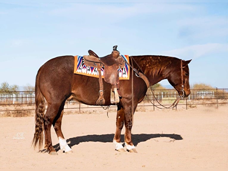 American Quarter Horse Castrone 9 Anni 152 cm Roano rosso in Wickenburg AZ