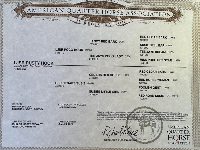 American Quarter Horse Castrone 9 Anni 152 cm Roano rosso in Wickenburg AZ