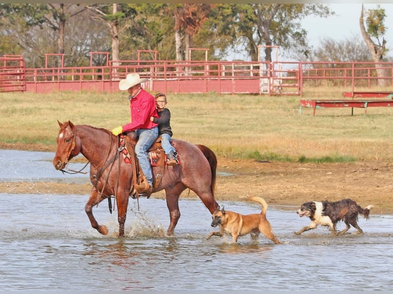 American Quarter Horse Castrone 9 Anni 152 cm Roano rosso in Cave Creek, AZ