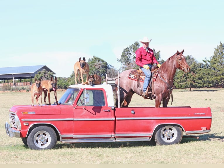 American Quarter Horse Castrone 9 Anni 152 cm Roano rosso in Cave Creek, AZ