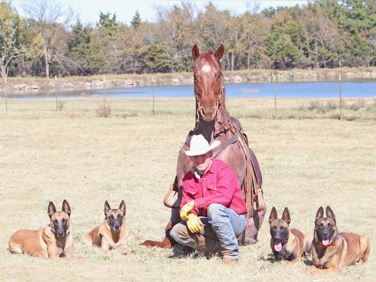 American Quarter Horse Castrone 9 Anni 152 cm Roano rosso in Cave Creek, AZ