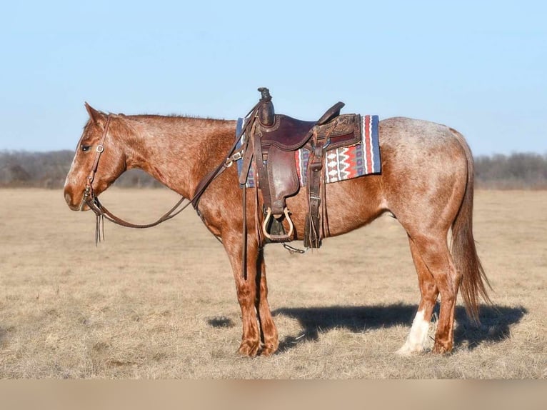 American Quarter Horse Castrone 9 Anni 152 cm Roano rosso in Rebersburg