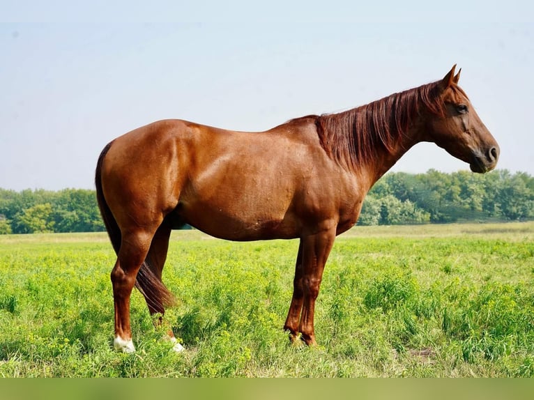 American Quarter Horse Castrone 9 Anni 152 cm Roano rosso in Valley Springs