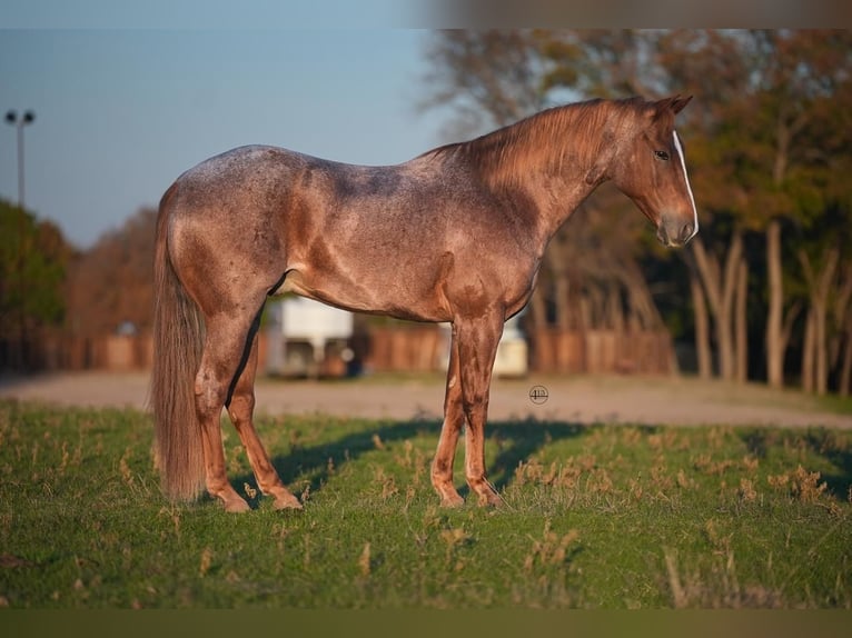 American Quarter Horse Castrone 9 Anni 152 cm Roano rosso in Weatherford, TX