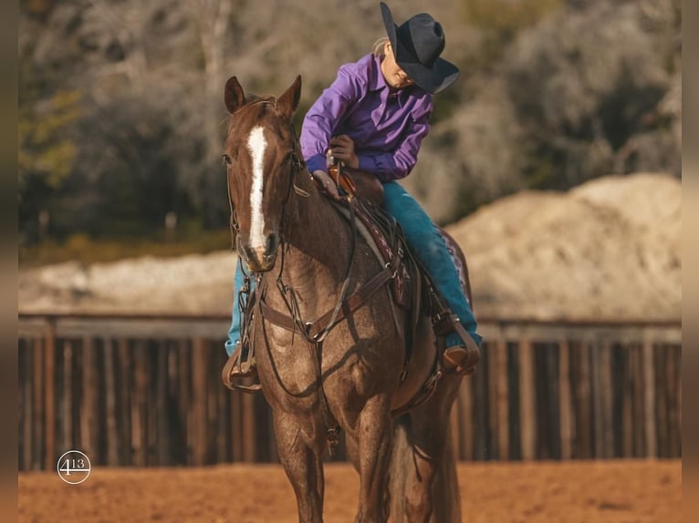 American Quarter Horse Castrone 9 Anni 152 cm Roano rosso in Weatherford, TX