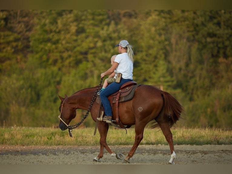 American Quarter Horse Castrone 9 Anni 152 cm Sauro in München