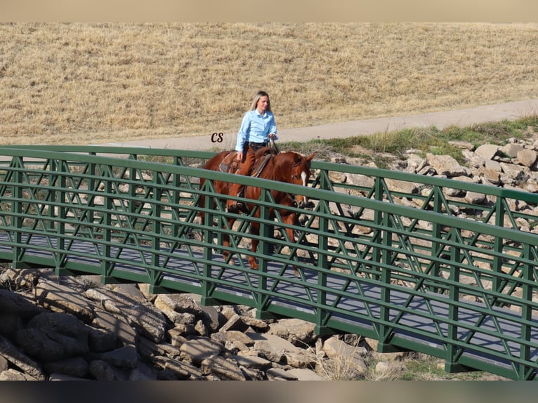 American Quarter Horse Castrone 9 Anni 152 cm Sauro ciliegia in Jackson TX