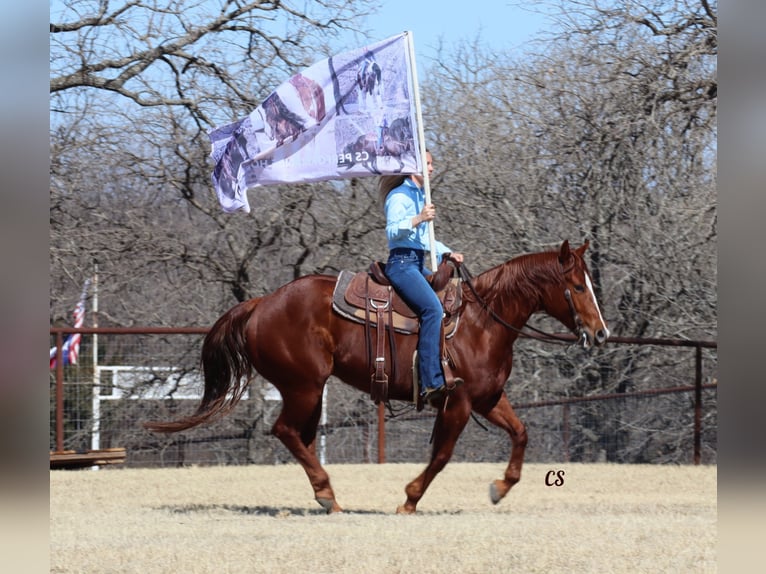 American Quarter Horse Castrone 9 Anni 152 cm Sauro ciliegia in Jackson TX