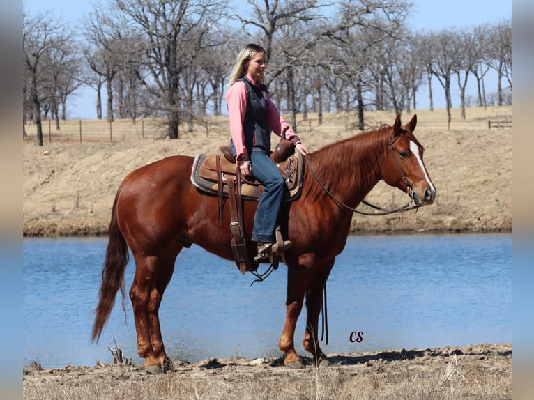 American Quarter Horse Castrone 9 Anni 152 cm Sauro ciliegia in Jackson TX