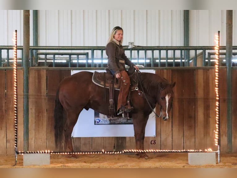 American Quarter Horse Castrone 9 Anni 152 cm Sauro ciliegia in Jackson TX