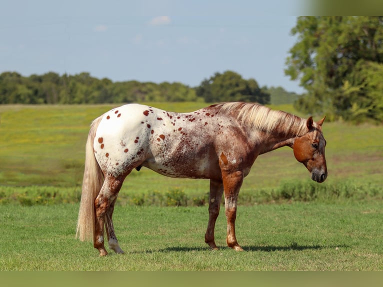 American Quarter Horse Castrone 9 Anni 152 cm Sauro ciliegia in whitesburg TX