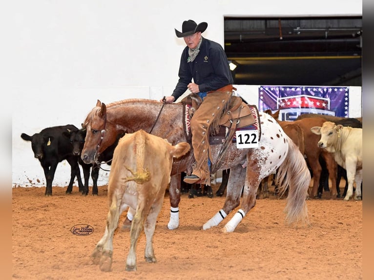 American Quarter Horse Castrone 9 Anni 152 cm Sauro ciliegia in whitesburg TX