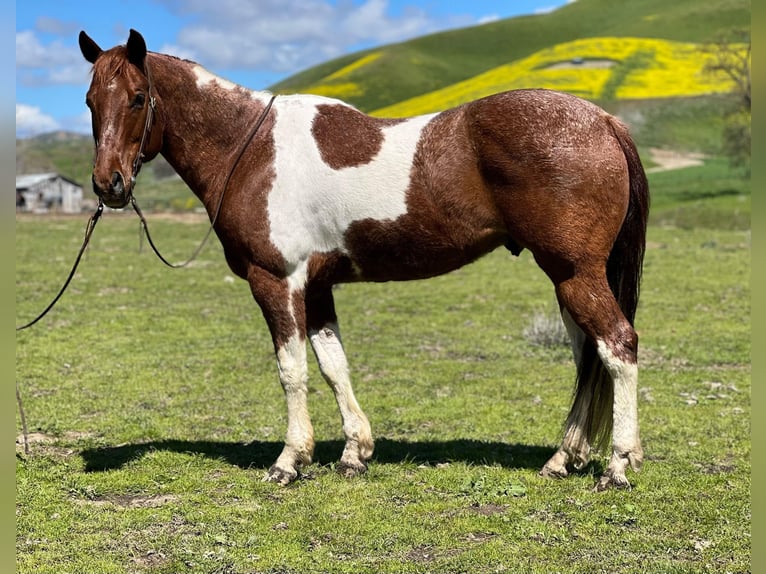 American Quarter Horse Castrone 9 Anni 152 cm Sauro ciliegia in Paicines CA