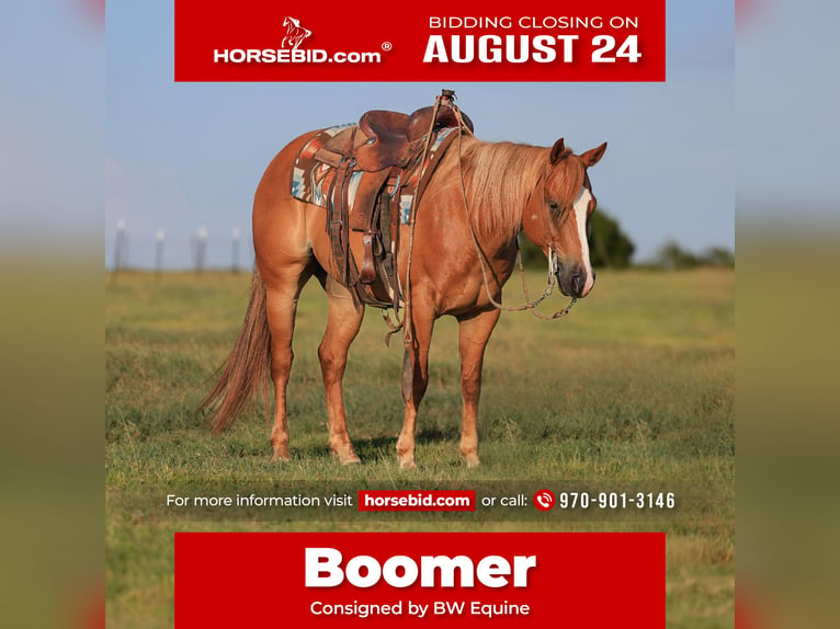 American Quarter Horse Castrone 9 Anni 152 cm Sauro ciliegia in Mount Vernon