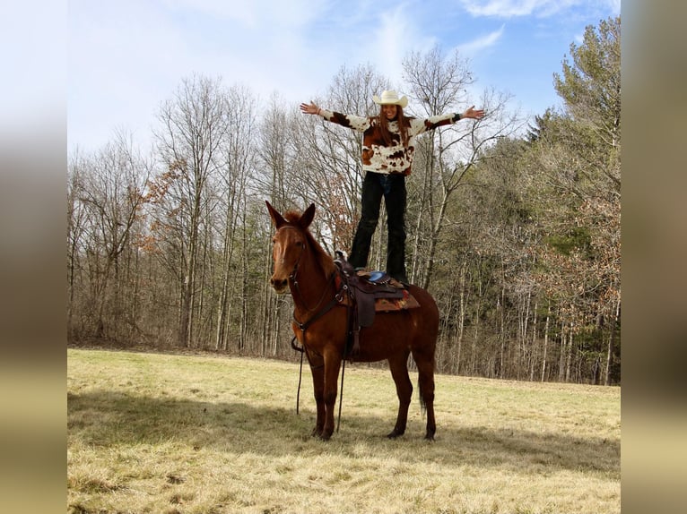 American Quarter Horse Castrone 9 Anni 152 cm Sauro scuro in Howell MI