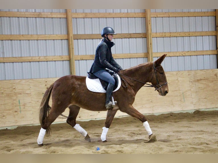 American Quarter Horse Castrone 9 Anni 152 cm Sauro scuro in Howell MI