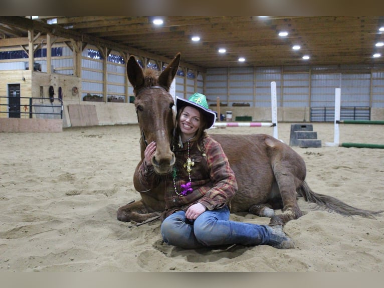 American Quarter Horse Castrone 9 Anni 152 cm Sauro scuro in Howell MI