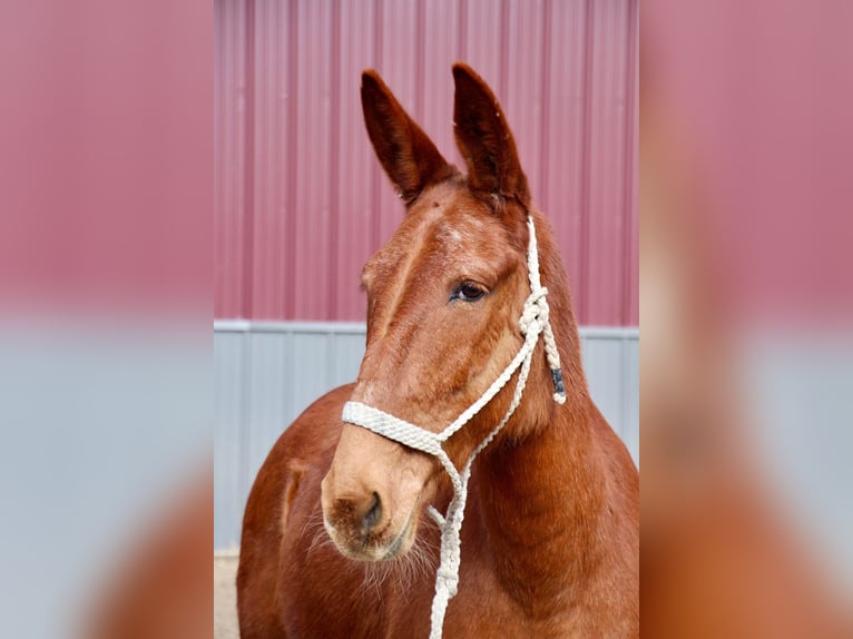 American Quarter Horse Castrone 9 Anni 152 cm Sauro scuro in Howell MI