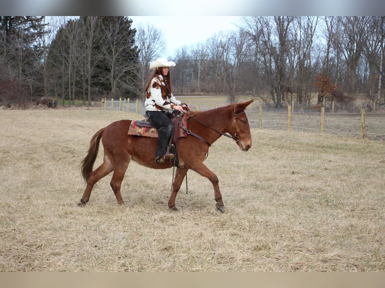 American Quarter Horse Castrone 9 Anni 152 cm Sauro scuro in Howell MI