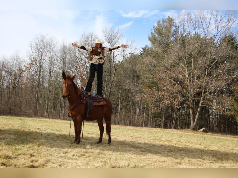 American Quarter Horse Castrone 9 Anni 152 cm Sauro scuro in Howell MI