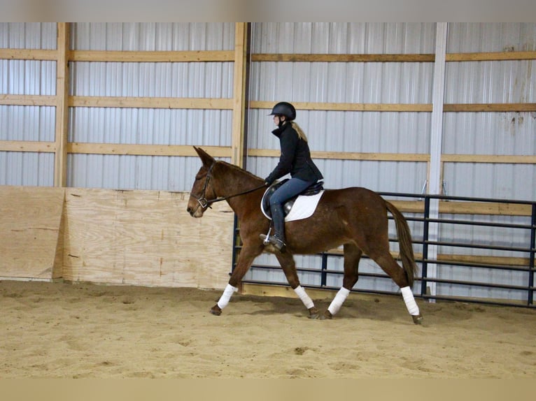 American Quarter Horse Castrone 9 Anni 152 cm Sauro scuro in Howell MI