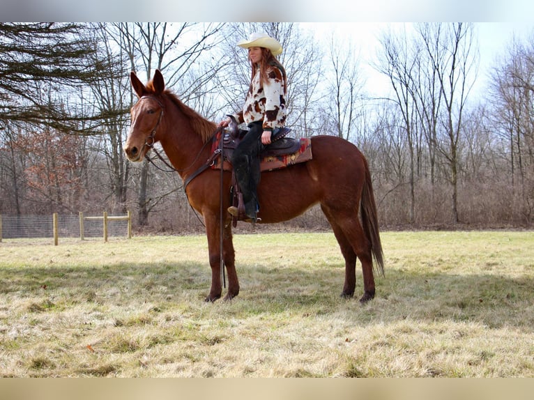 American Quarter Horse Castrone 9 Anni 152 cm Sauro scuro in Howell MI