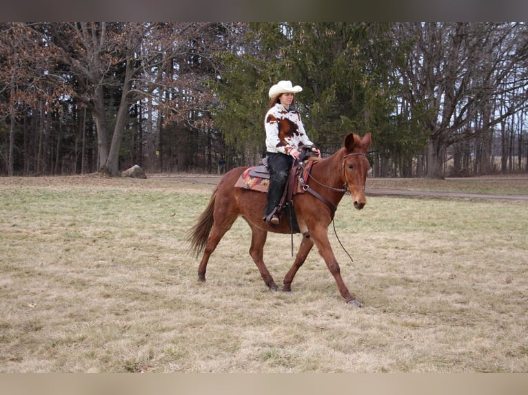 American Quarter Horse Castrone 9 Anni 152 cm Sauro scuro in Howell MI