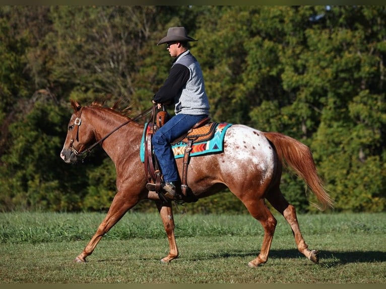 American Quarter Horse Castrone 9 Anni 152 cm Sauro scuro in Mount Vernon