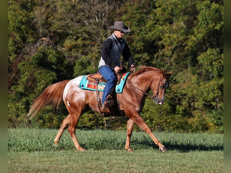 American Quarter Horse Castrone 9 Anni 152 cm Sauro scuro in Mount Vernon