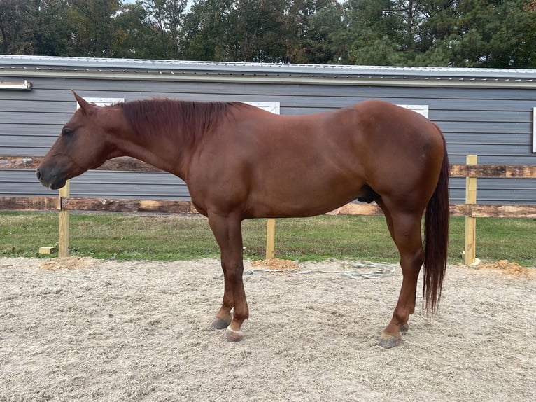 American Quarter Horse Castrone 9 Anni 152 cm Sauro scuro in Sandston VA