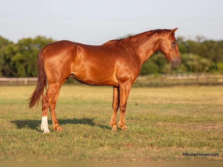 American Quarter Horse Castrone 9 Anni 152 cm Sauro scuro in Weatherford TX