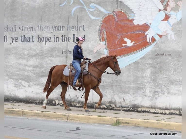 American Quarter Horse Castrone 9 Anni 152 cm Sauro scuro in Weatherford TX