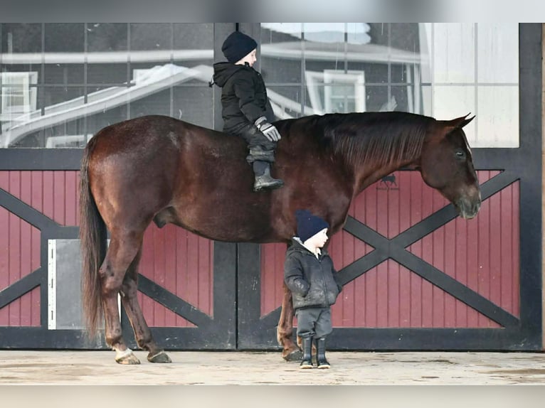 American Quarter Horse Castrone 9 Anni 152 cm Sauro scuro in Rebersburg