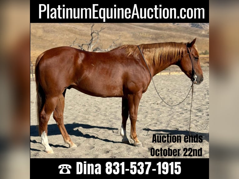 American Quarter Horse Castrone 9 Anni 152 cm Sauro scuro in Paicines CA