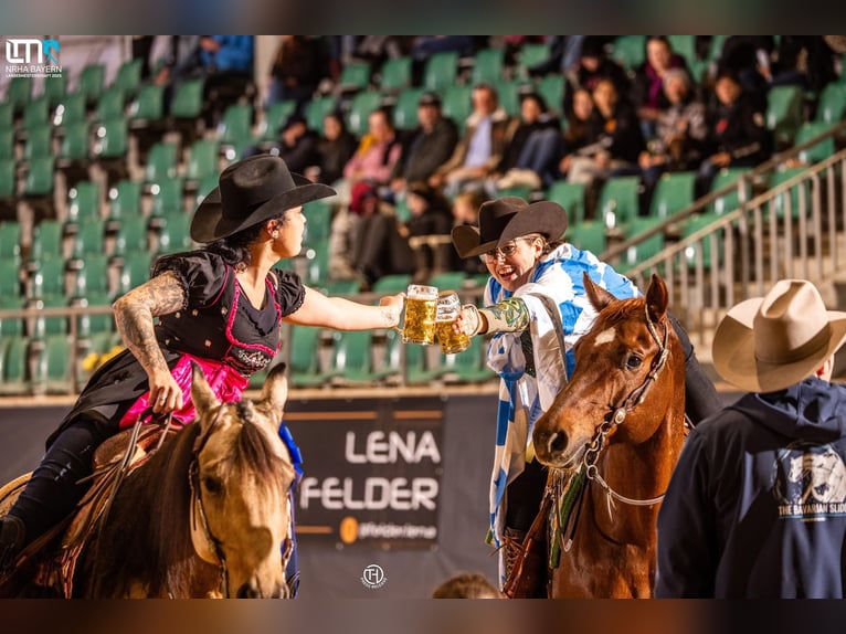 American Quarter Horse Castrone 9 Anni 152 cm Sauro scuro in Ebermannstadt