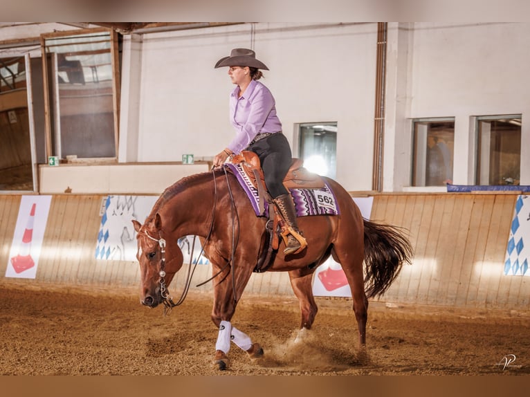 American Quarter Horse Castrone 9 Anni 152 cm Sauro scuro in Ebermannstadt
