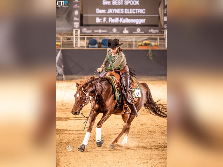 American Quarter Horse Castrone 9 Anni 152 cm Sauro scuro in Ebermannstadt