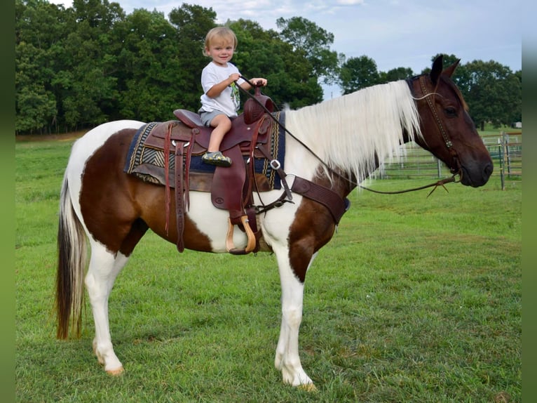 American Quarter Horse Castrone 9 Anni 152 cm Tobiano-tutti i colori in Greenville Ky