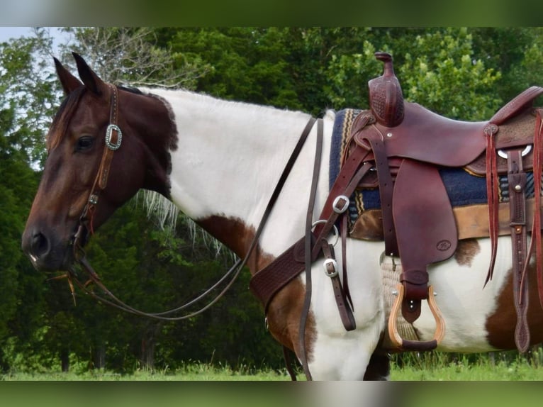 American Quarter Horse Castrone 9 Anni 152 cm Tobiano-tutti i colori in Greenville Ky