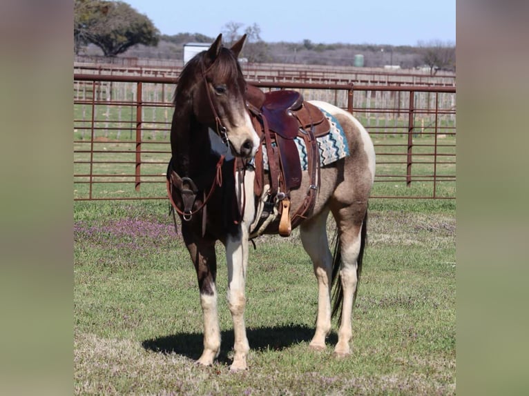 American Quarter Horse Castrone 9 Anni 152 cm Tobiano-tutti i colori in Lipan TX