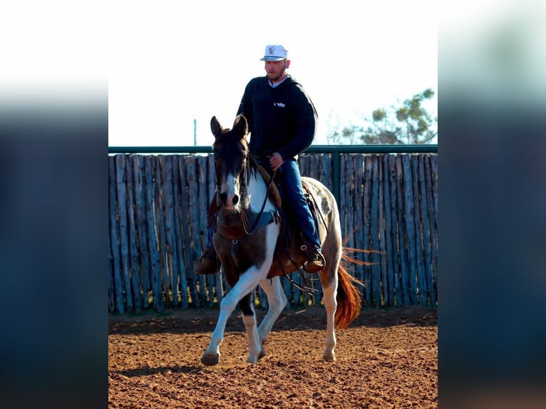 American Quarter Horse Castrone 9 Anni 152 cm Tobiano-tutti i colori in Lipan TX