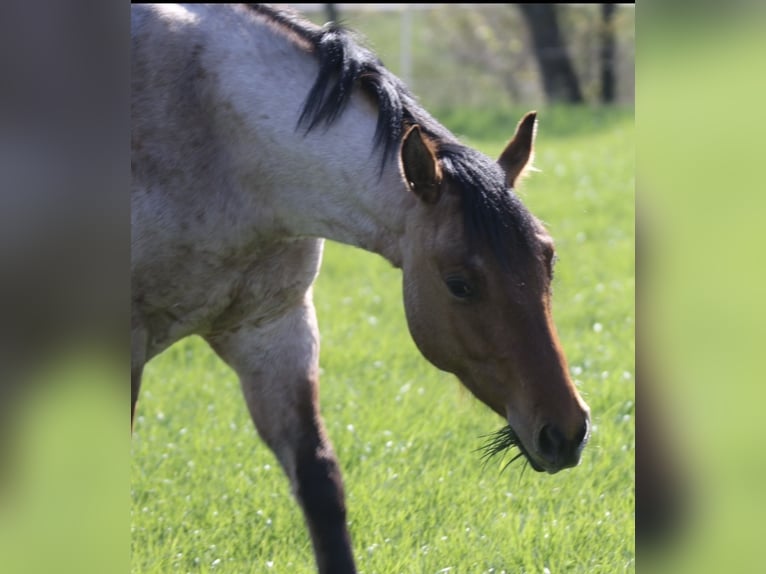 American Quarter Horse Castrone 9 Anni 153 cm Falbo baio in Bassum