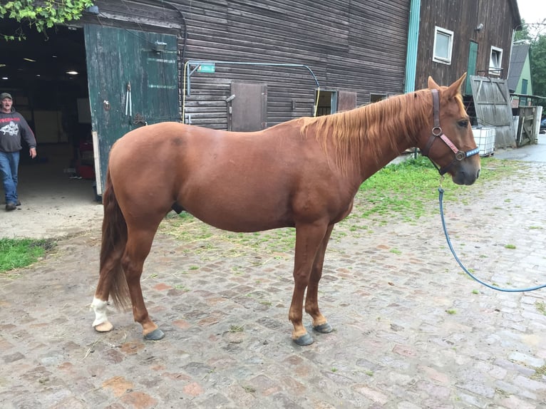 American Quarter Horse Castrone 9 Anni 154 cm Sauro ciliegia in Hamburg Langenhorn