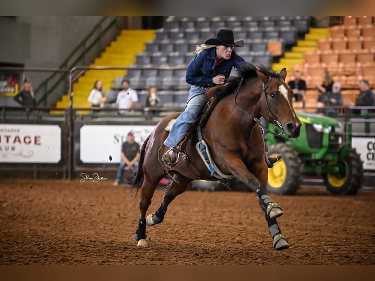 American Quarter Horse Castrone 9 Anni 155 cm Baio ciliegia in Collinsville TX