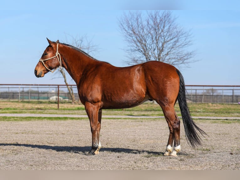 American Quarter Horse Castrone 9 Anni 155 cm Baio ciliegia in Collinsville TX