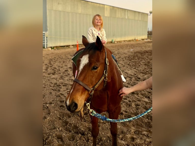 American Quarter Horse Castrone 9 Anni 155 cm Baio ciliegia in Collinsville TX