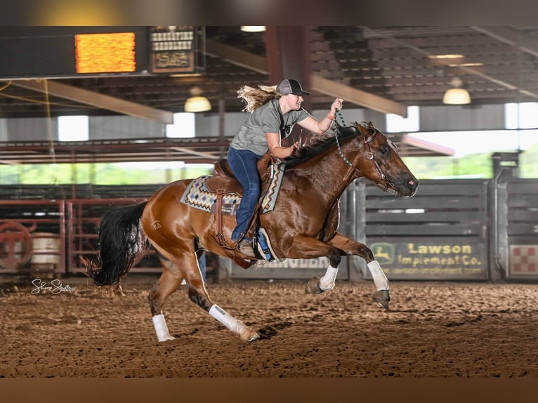 American Quarter Horse Castrone 9 Anni 155 cm Baio ciliegia in Collinsville TX