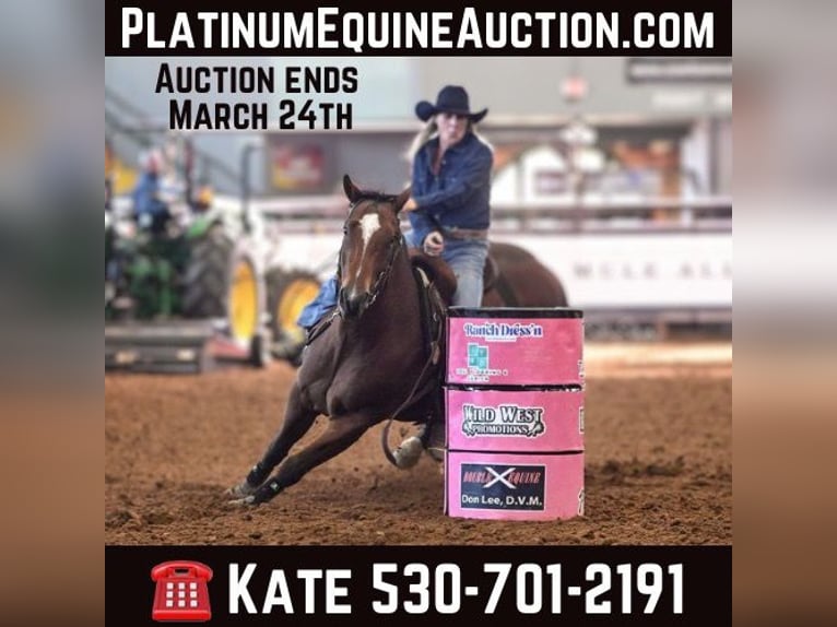 American Quarter Horse Castrone 9 Anni 155 cm Baio ciliegia in Collinsville TX